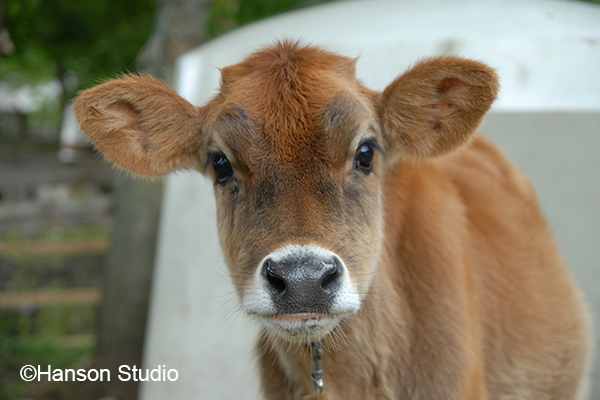 Cattle - Calf